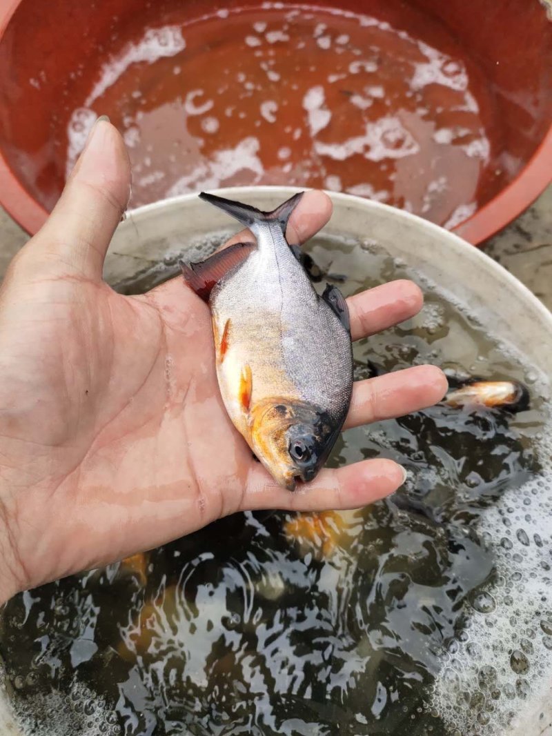 场地供应淡水鲳鱼苗位于广东湛江吴川，全国供应