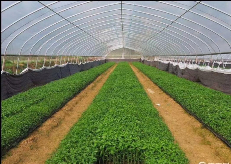 厂家直销专业生产养殖棚种植棚玻璃温室大棚