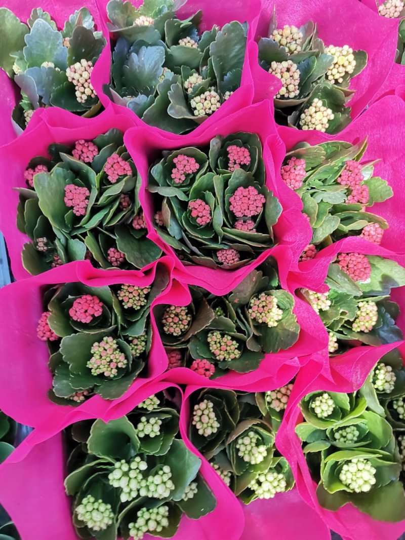 长寿花盆栽基地直发