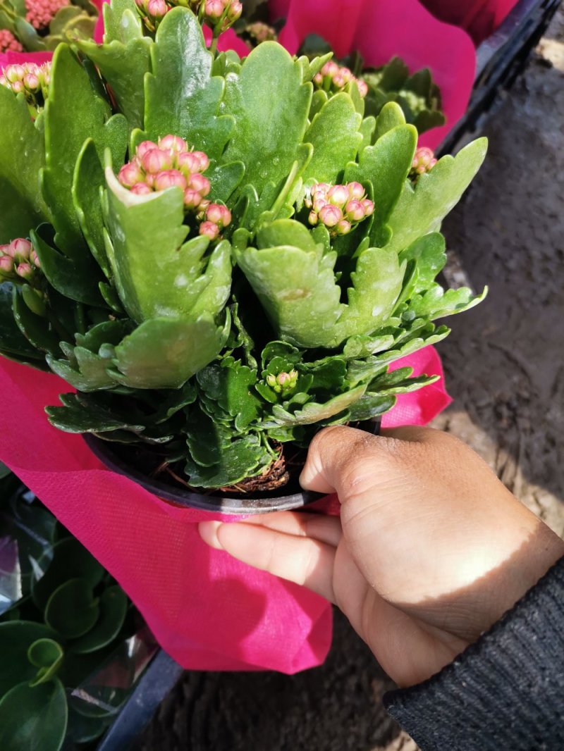 长寿花盆栽基地直发