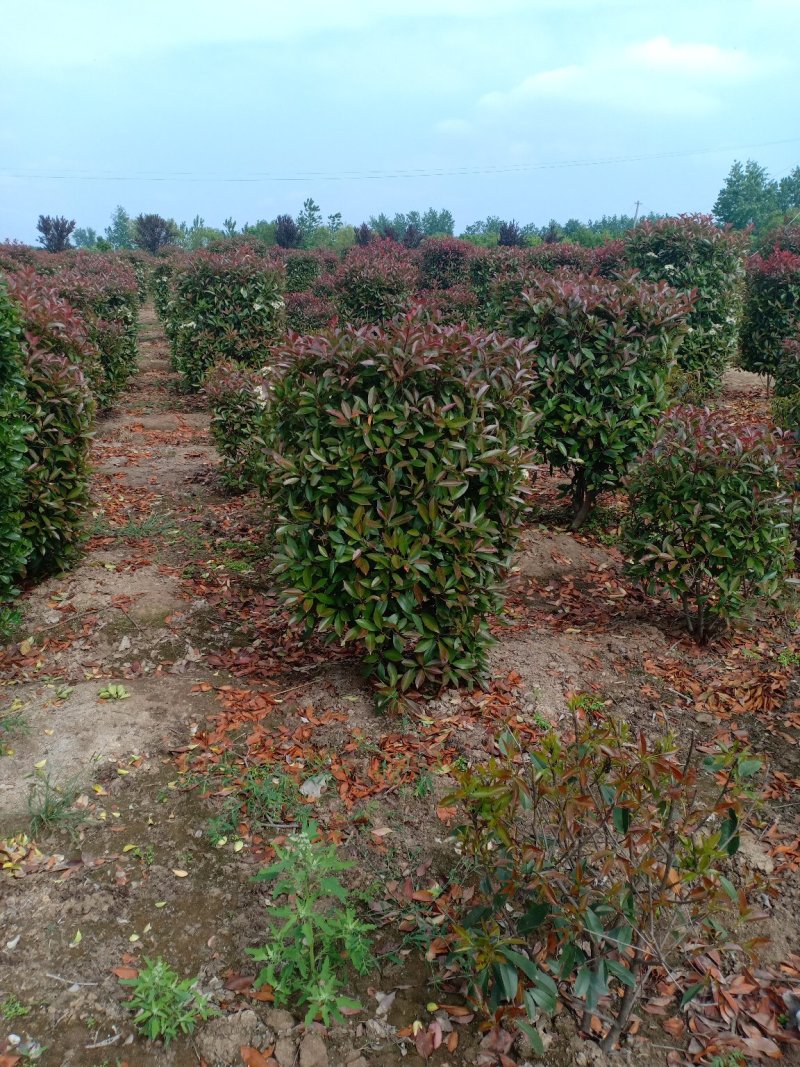 红叶石楠柱子，一手货源，无中间商，量大从优欢迎新老客户咨