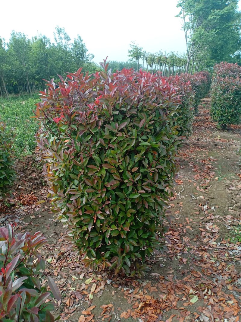 红叶石楠柱子，一手货源，无中间商，量大从优欢迎新老客户咨