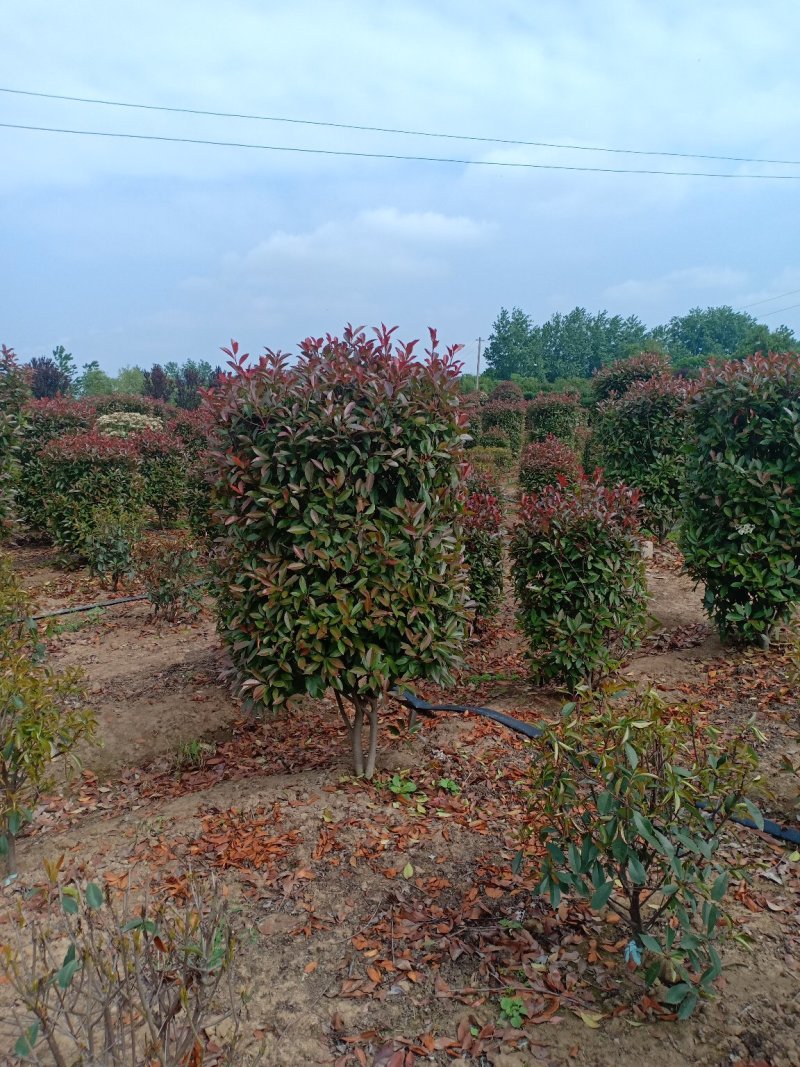红叶石楠柱子，一手货源，无中间商，量大从优欢迎新老客户咨