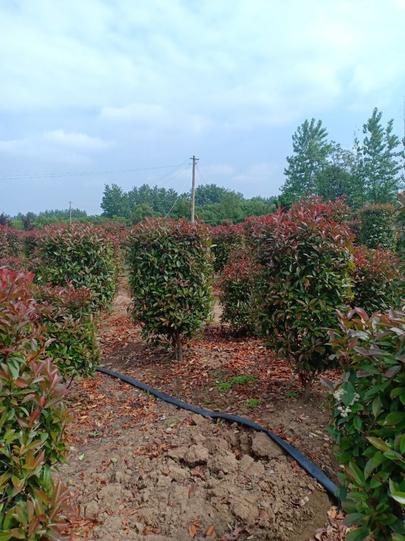 红叶石楠柱子，一手货源，无中间商，量大从优欢迎新老客户咨