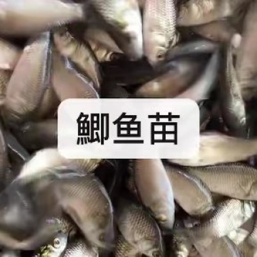 湘云鲫鱼苗、彭泽鲫鱼苗