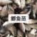 湘云鲫鱼苗、彭泽鲫鱼苗