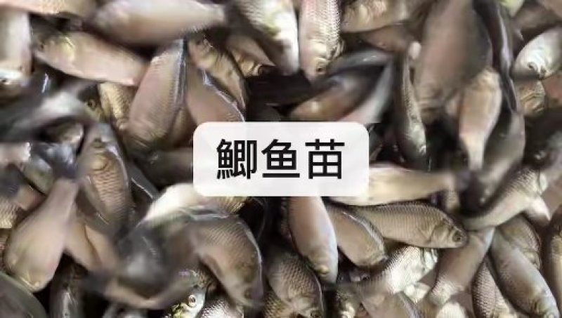 湘云鲫鱼苗、彭泽鲫鱼苗