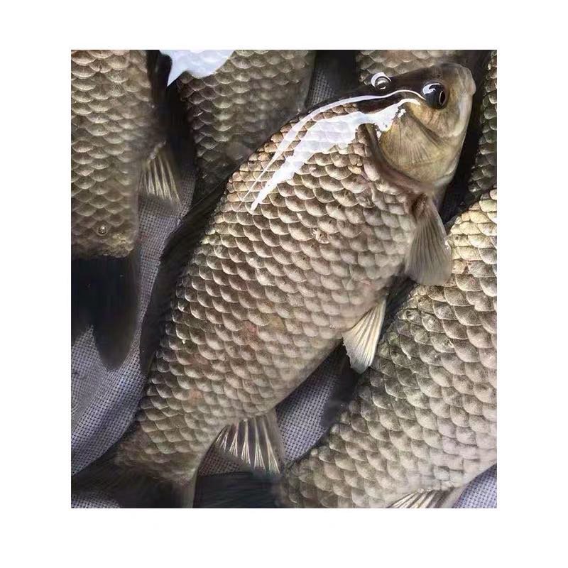 湘云鲫鱼苗、彭泽鲫鱼苗
