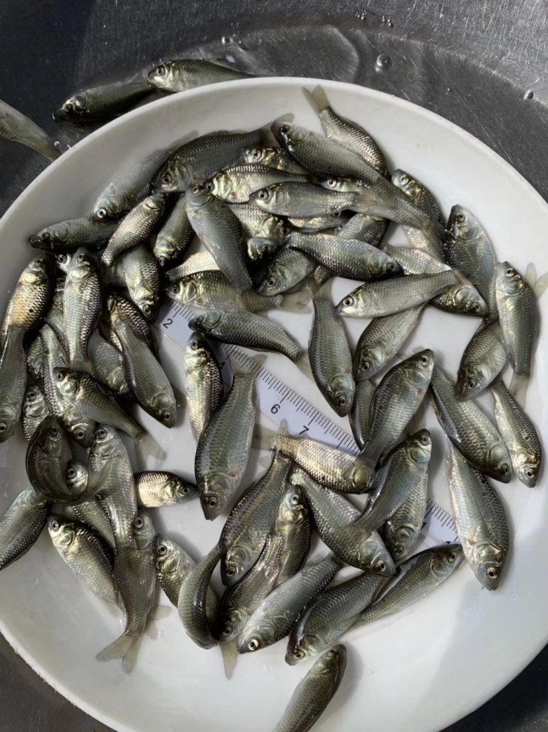 湘云鲫鱼苗、彭泽鲫鱼苗