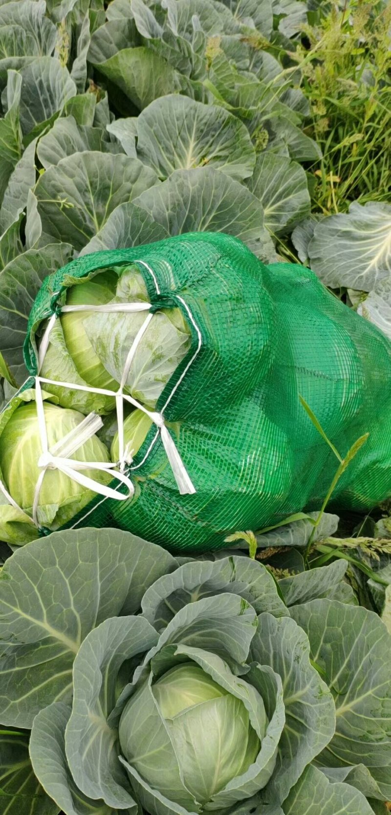 大量供应，奥奇那，扁包菜基地供应货量充足价格便宜