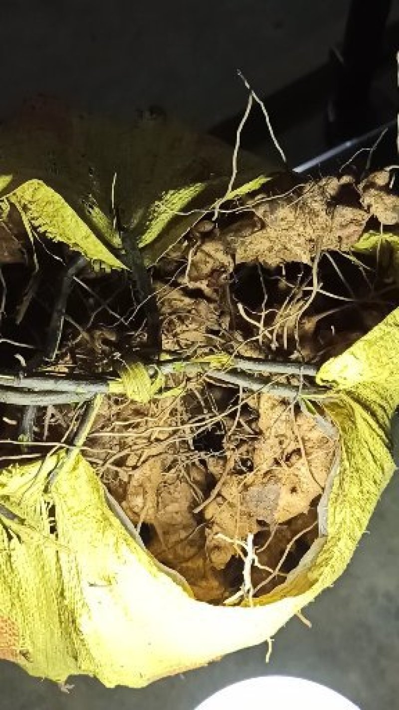 金刚头，大量源产地，接药厂订单，生货干货都有货