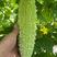 汉白玉珍珠瓜——苗场直供，抗病力强，早熟产量高