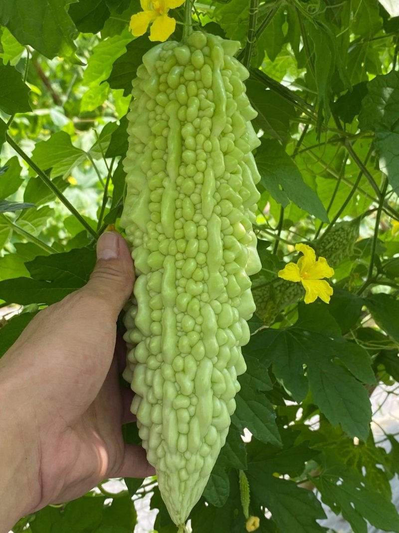苦瓜苗汉白玉珍珠瓜——苗场直供，抗病力强早熟产量高欢迎咨询
