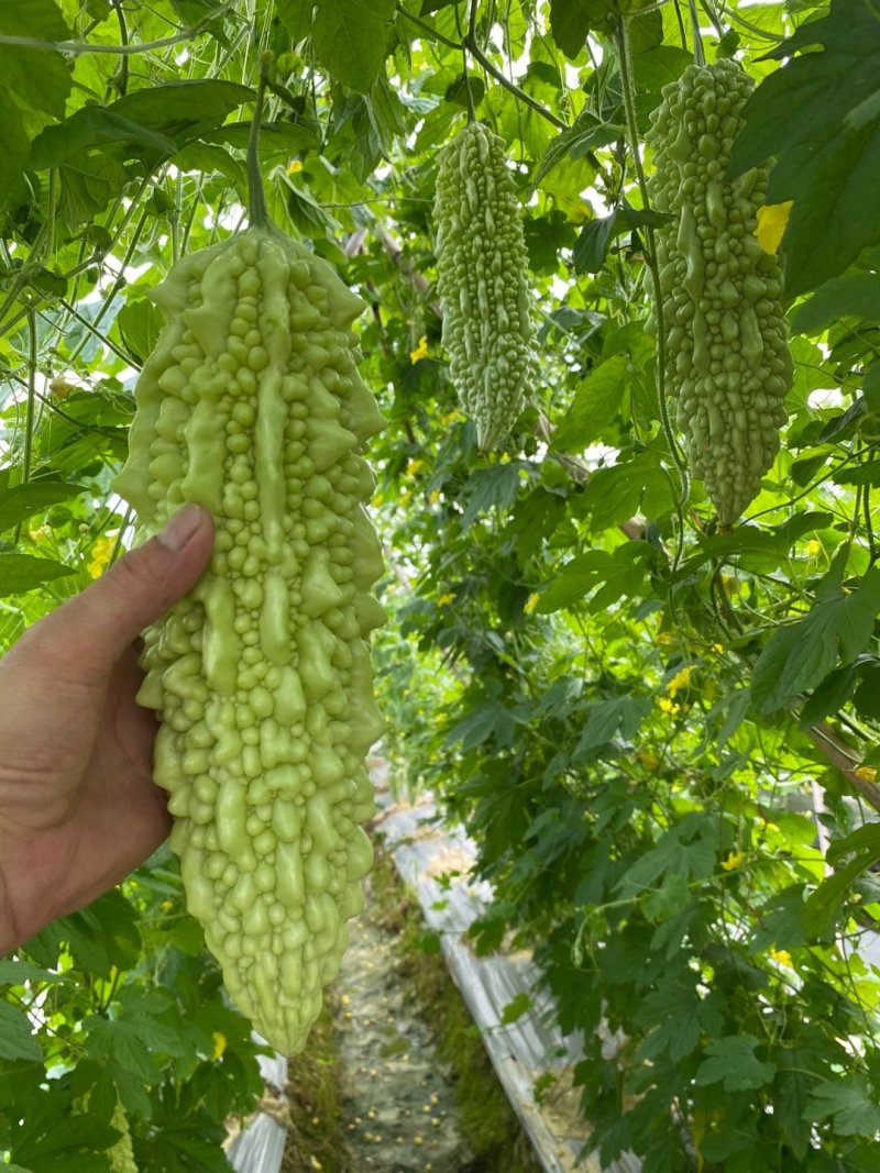 苦瓜苗汉白玉珍珠瓜——苗场直供，抗病力强早熟产量高欢迎咨询