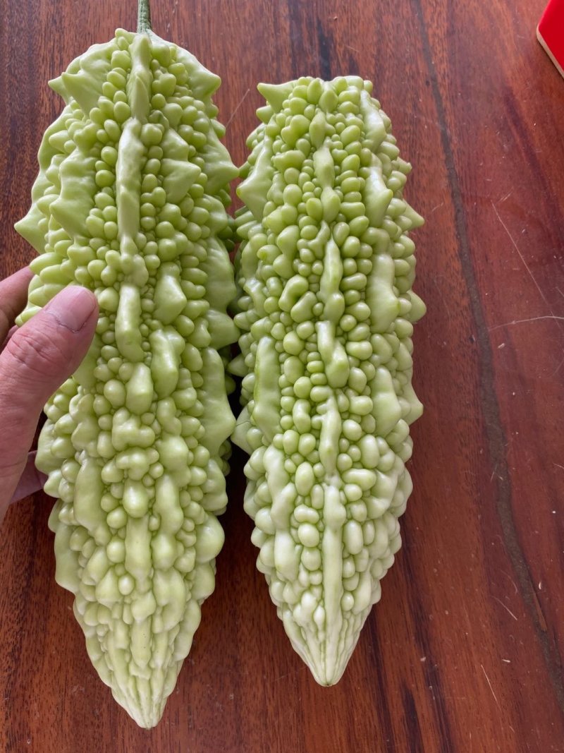 苦瓜苗汉白玉珍珠瓜——苗场直供，抗病力强早熟产量高欢迎咨询