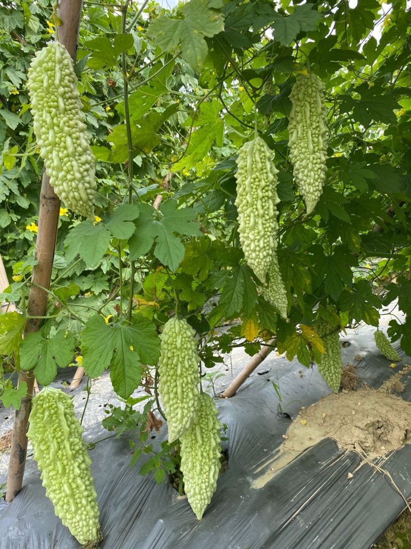 苦瓜苗汉白玉珍珠瓜——苗场直供，抗病力强早熟产量高欢迎咨询