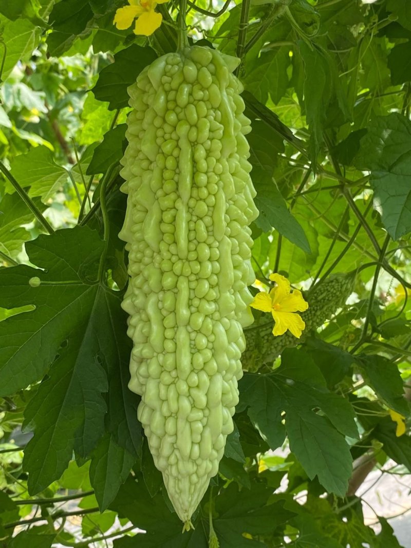 苦瓜苗汉白玉珍珠瓜——苗场直供，抗病力强早熟产量高欢迎咨询