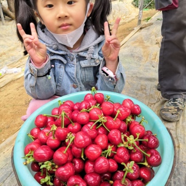 新鲜大美早大樱桃现摘现发顺丰空运一件代发大美早樱桃