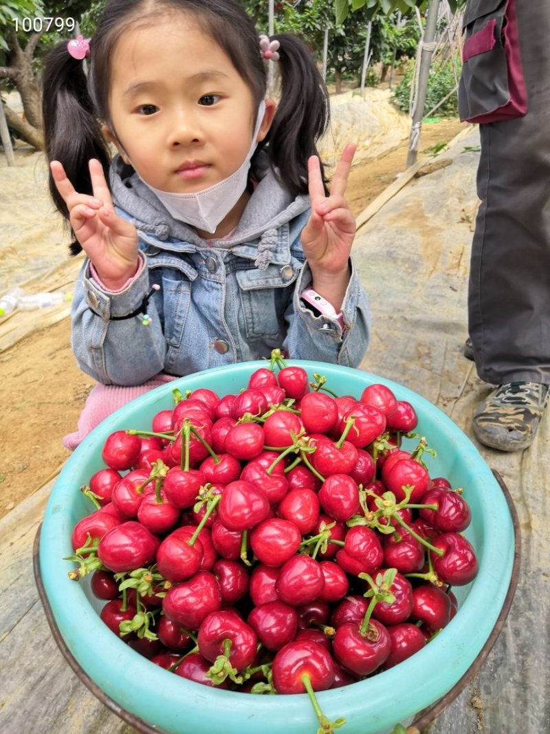 新鲜大美早大樱桃现摘现发顺丰空运一件代发大美早樱桃