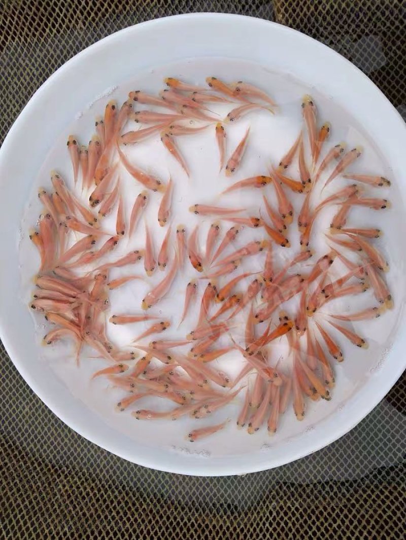 彩虹鲷罗飞鱼苗颜色鲜艳品质好