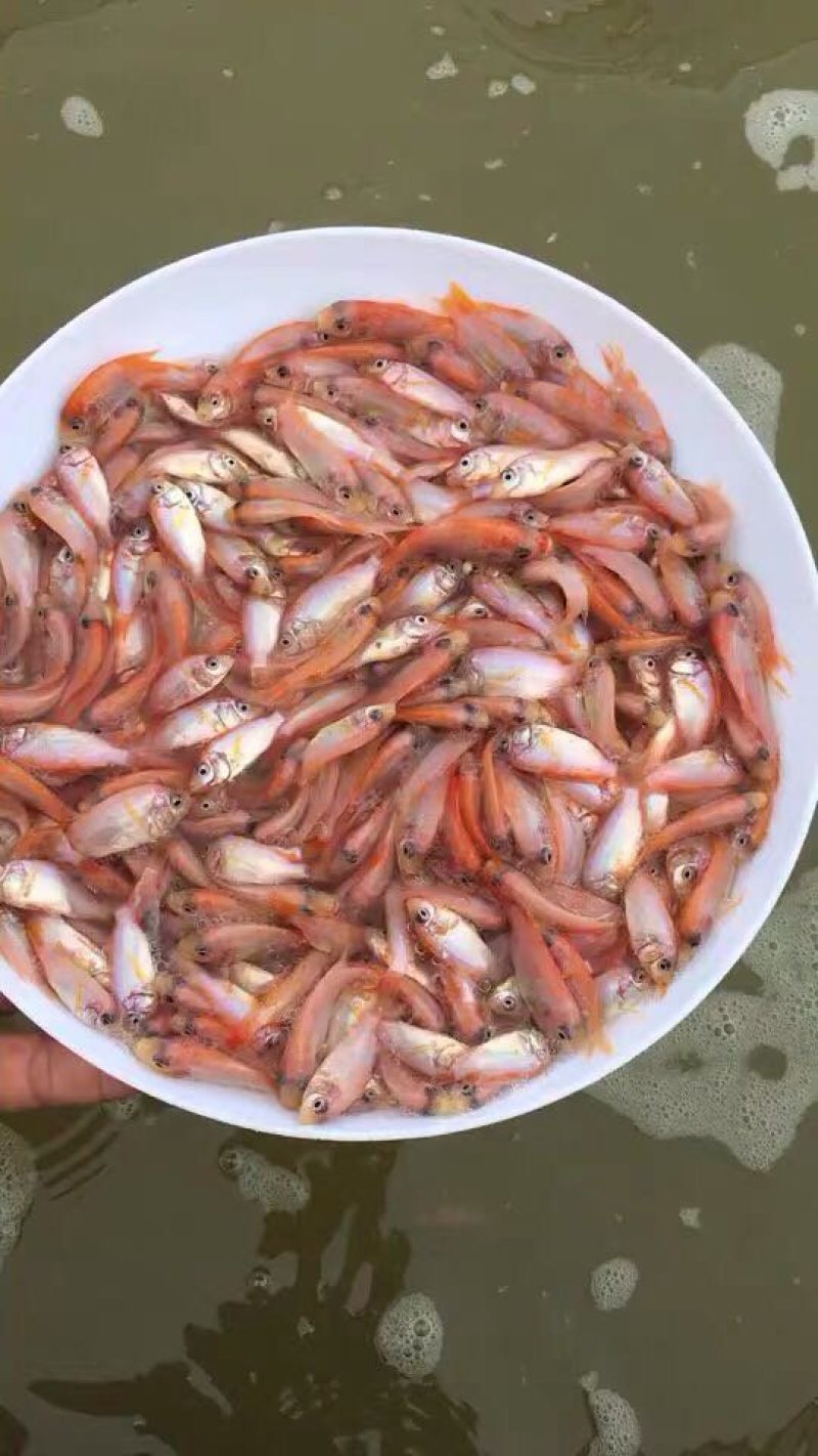 彩虹鲷罗飞鱼苗颜色鲜艳品质好