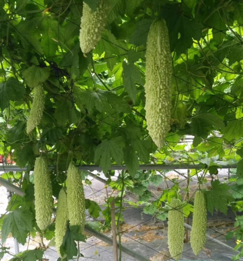 苦瓜苗汉白玉珍珠瓜——苗场直供，抗病力强早熟产量高欢迎咨询