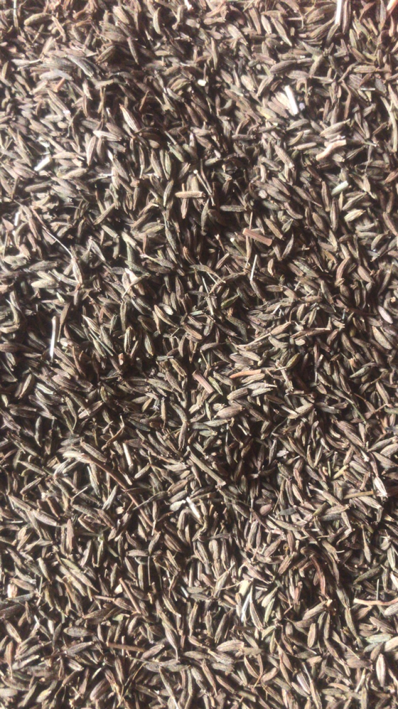 孜然