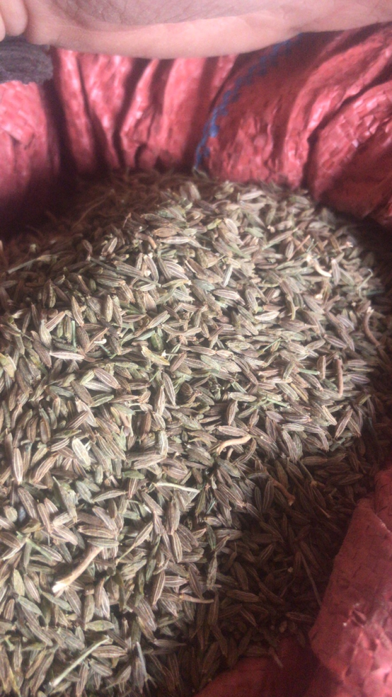 孜然