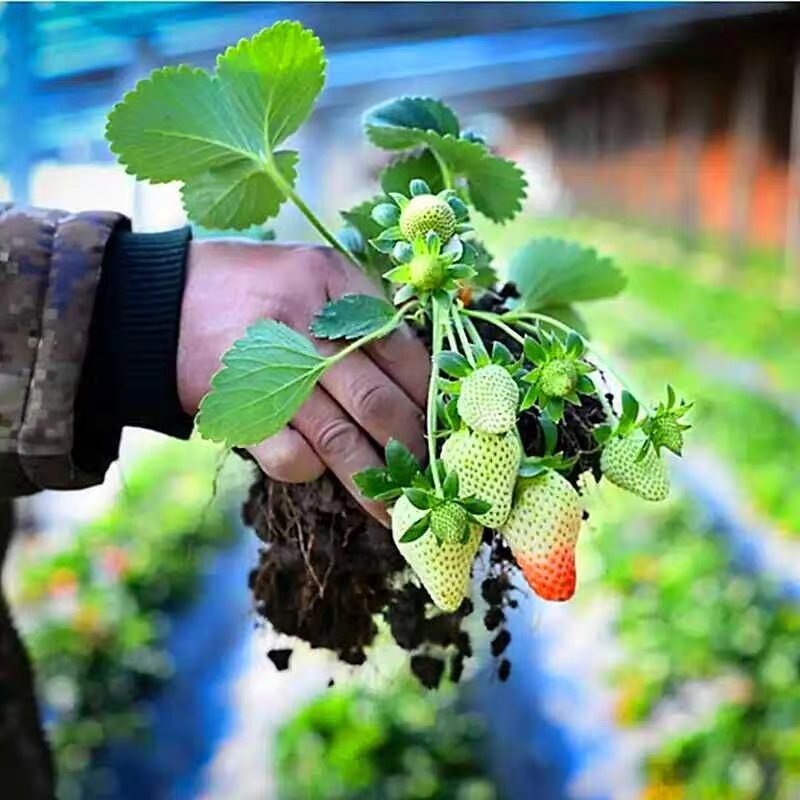 四季草莓苗南北方阳台种植果树苗奶油红颜草莓种苗秧盆栽当年