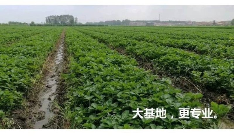 四季草莓苗南北方阳台种植果树苗奶油红颜草莓种苗秧盆栽当年