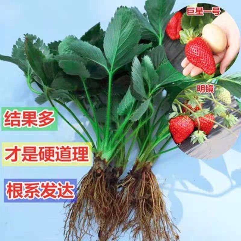 四季草莓苗南北方阳台种植果树苗奶油红颜草莓种苗秧盆栽当年