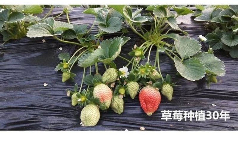 四季草莓苗南北方阳台种植果树苗奶油红颜草莓种苗秧盆栽当年