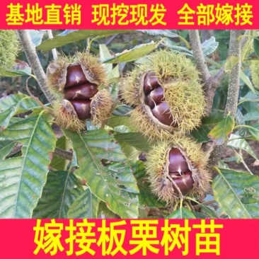 大红袍板栗苗，产地直销，当年结果，包成活，可视频看货