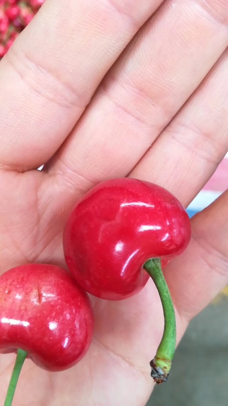 樱桃