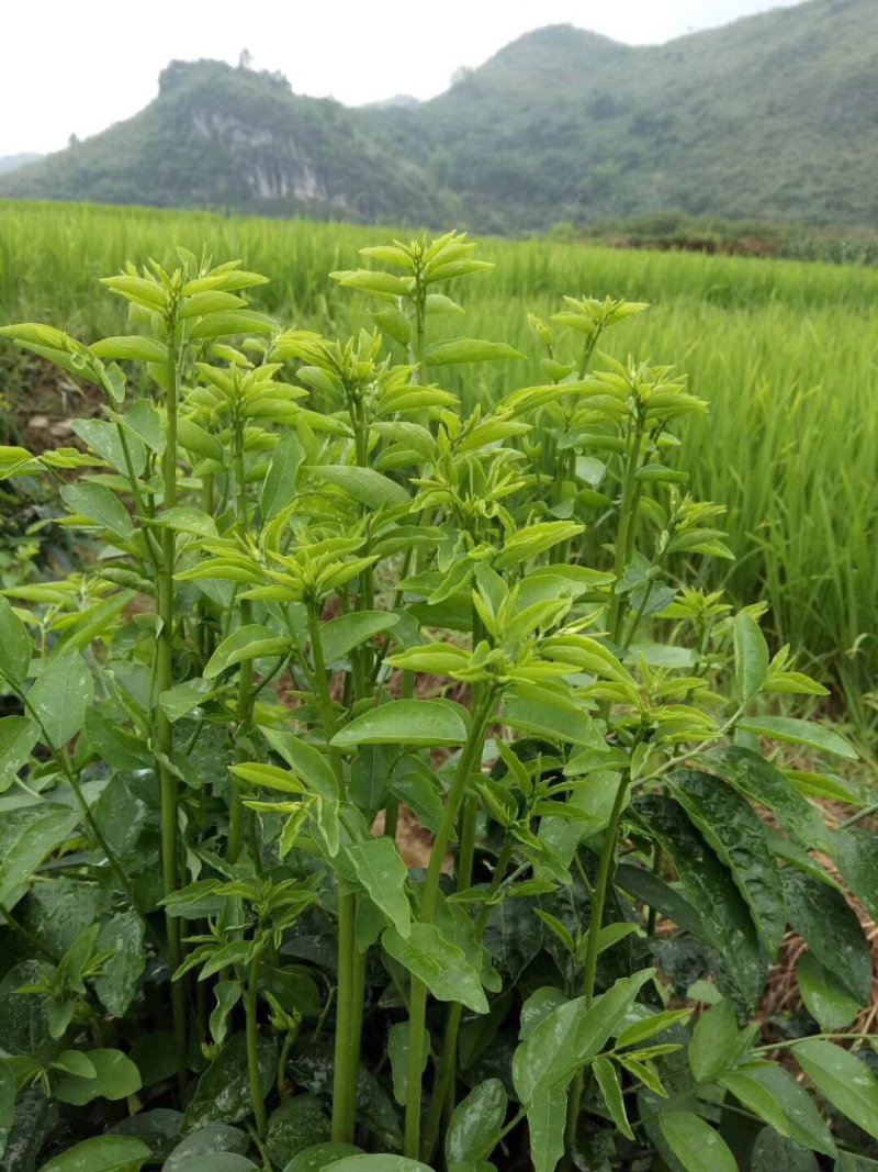 树仔菜