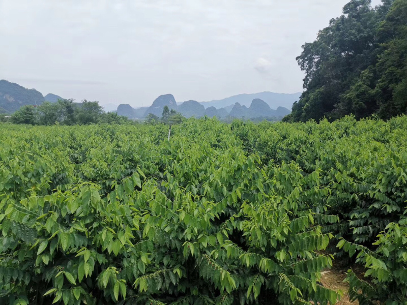 树仔菜