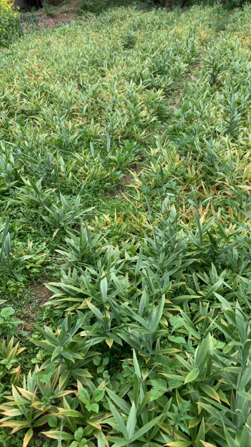 川贝贝母种球松贝平贝种球恩施产地直销浙贝种苗