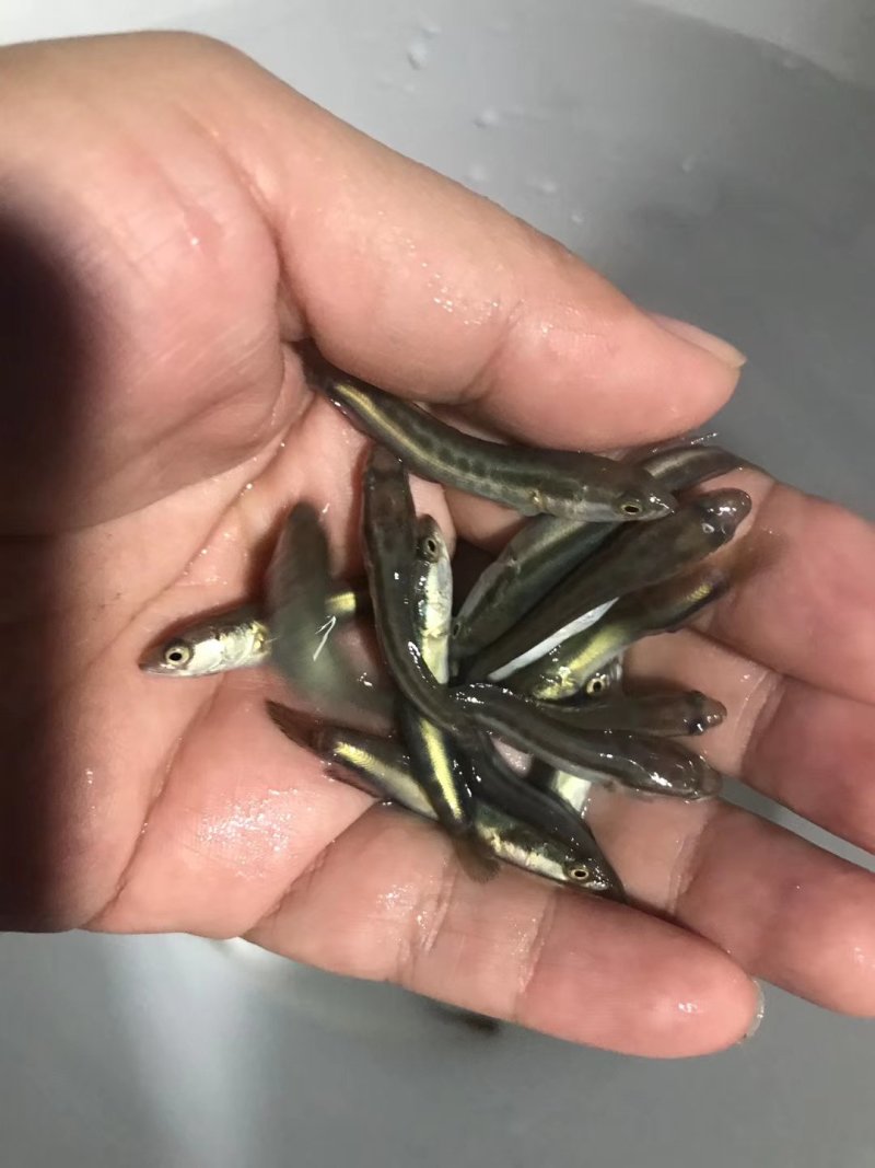 黑鱼苗乌鱼苗水花苗放生鱼苗