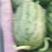 2k西瓜，皮薄，甜度高，个头小，是真正的手掰西瓜。