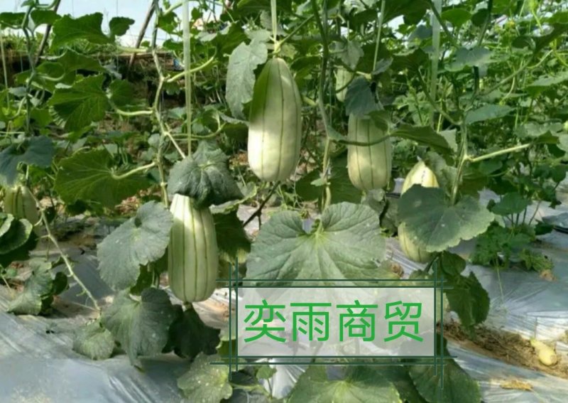 高石脆瓜
