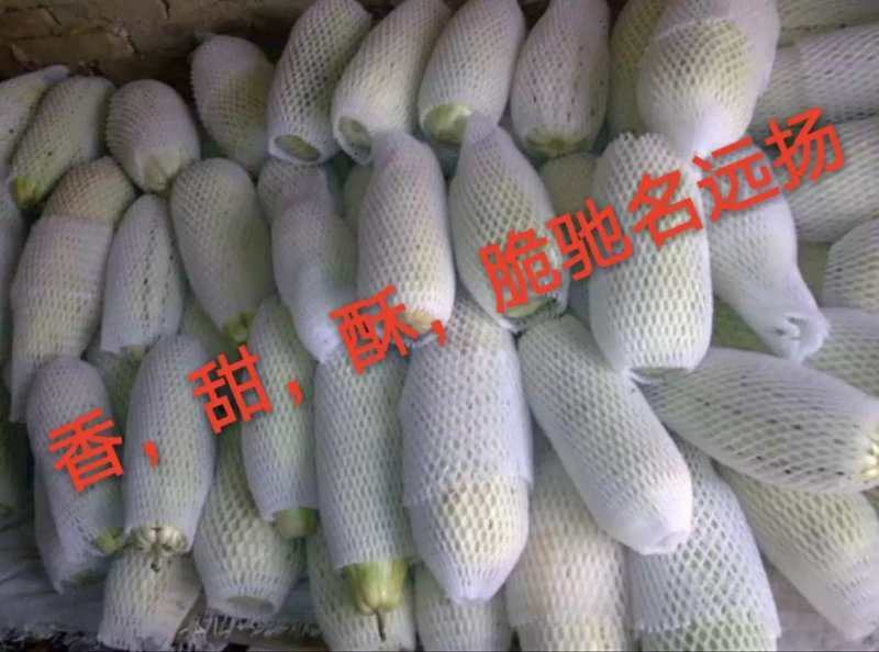 高石脆瓜
