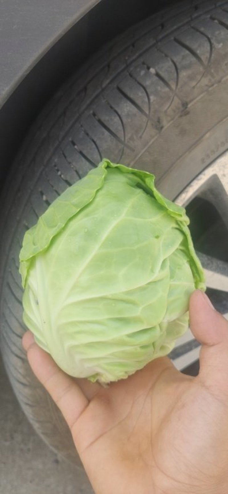 莴笋包菜
