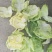 莴笋包菜