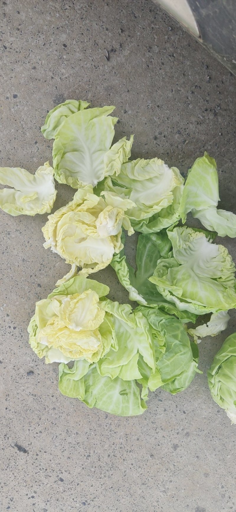莴笋包菜