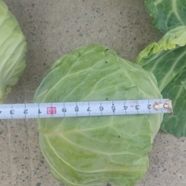 莴笋包菜