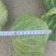 莴笋包菜