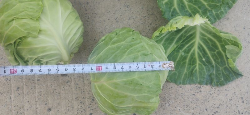 莴笋包菜