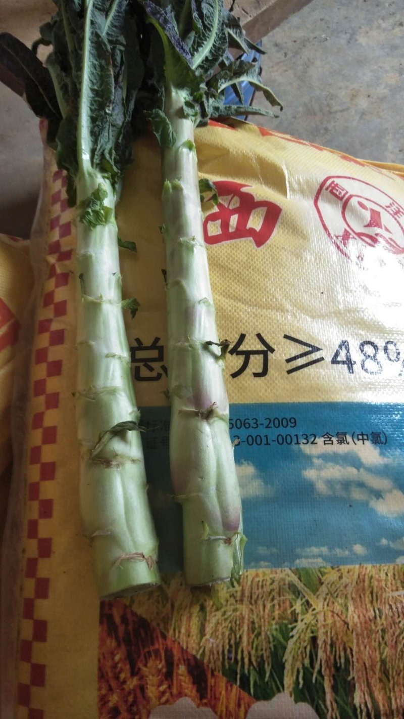 莴笋包菜