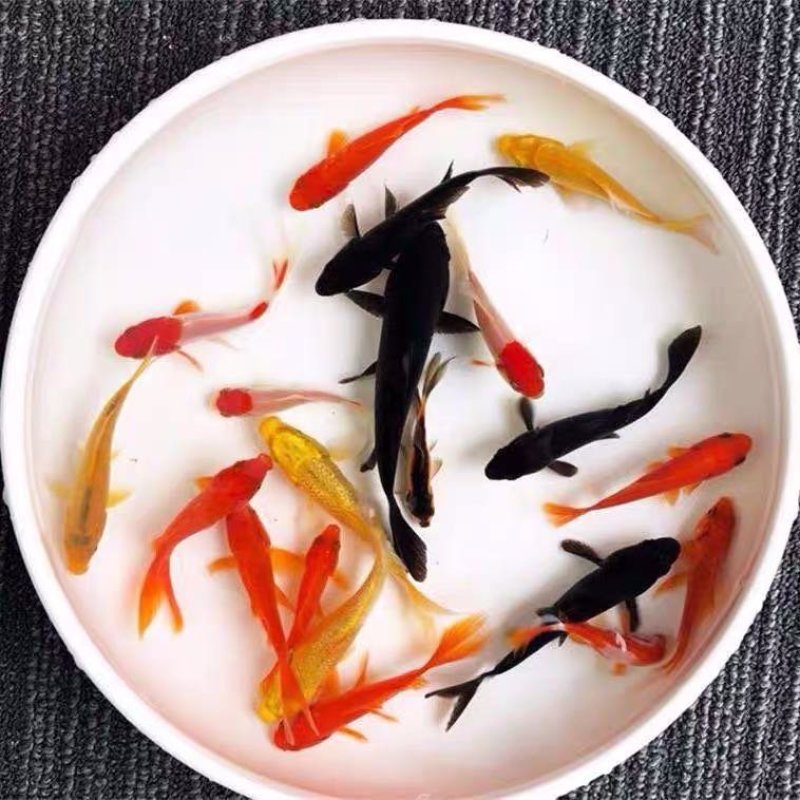 三色黄金锦鲤鱼苗观赏鱼苗品种多