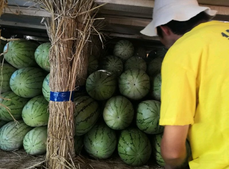 新疆西瓜代办新疆西瓜吐鲁番昌吉金城5号安农二号